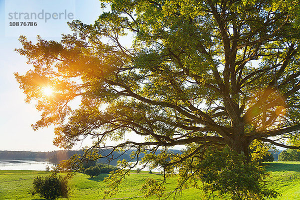 Sonnenstrahlender Baum und See  Osterseen  Bayern  Deutschland