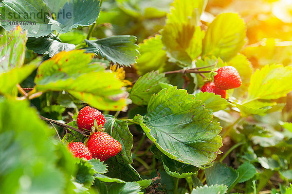 Reife Erdbeeren und Erdbeerpflanze im Garten