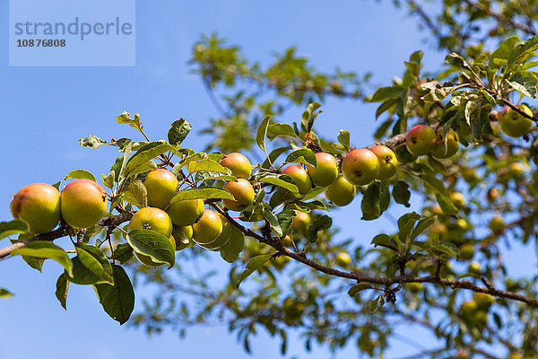 Tiefwinkelansicht von Äpfeln auf Apfelbaumzweig gegen blauen Himmel