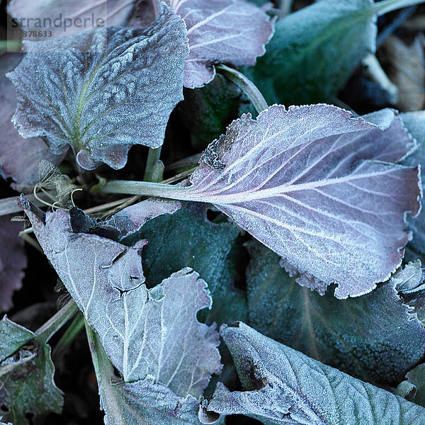 Draufsicht auf Frost auf violetten Blättern