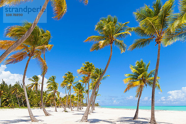 Palmen und blauer Himmel am Strand  Dominikanische Republik  Karibik