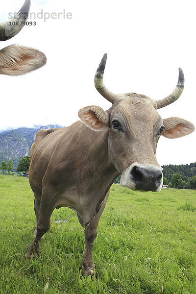 Kuh auf der Wiese  Ammergauer Alpen  Allgäu  Bayern  Deutschland  Europa