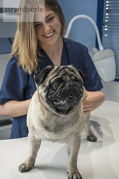 Portrait of pug in a veterinary clinic examined by a veterinarian