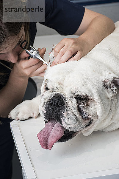 Veterinarian examining ears of a dog with an ottoscope in a veterinary clinic
