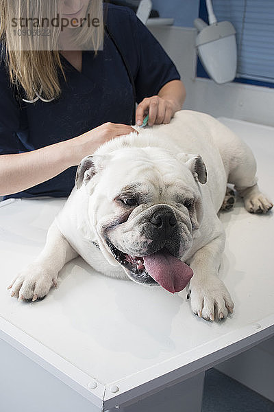 Veterinarian vaccinating a dog in a veterinary clinic
