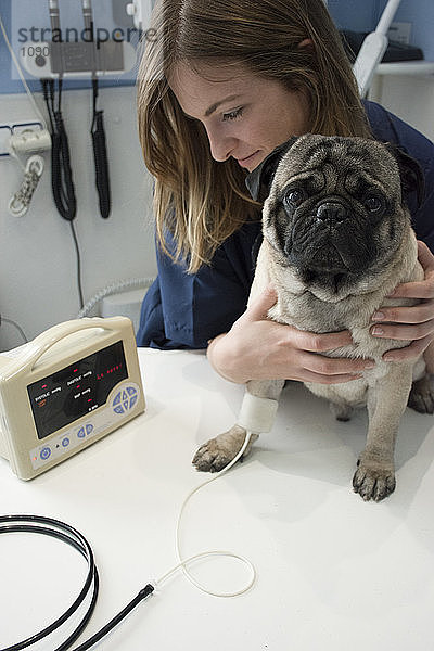 Veterinarian checking a dog with a cardiovascular monitor in a veterinary clinic