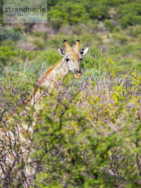 Namibia  Etosha National Park  Giraffe  Giraffa camelopardalis  looking over camel thorn trees