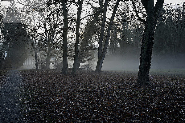 Germany  Sigmaringen  early morning fog in the garden of the prince in winter