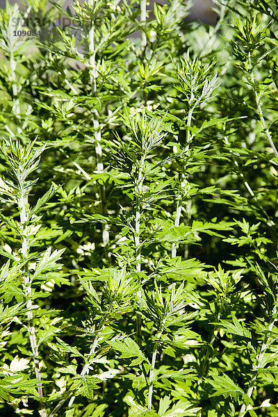 Wermut  Artemisia maritima