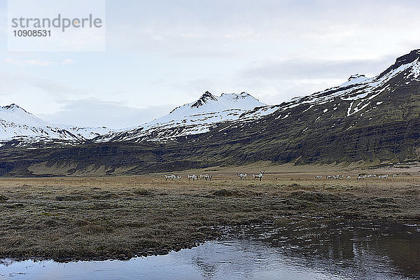 Iceland  South Iceland  herd of reindeers