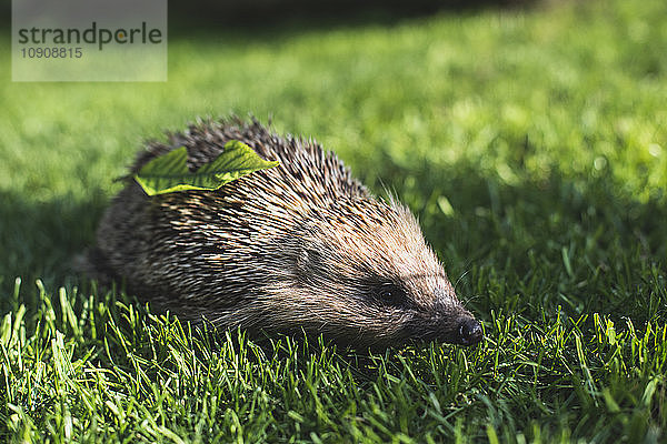 Hedgehog on a meadow