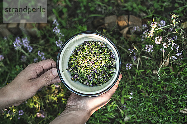 Woman's hands holding bowl of freshly picked thyme