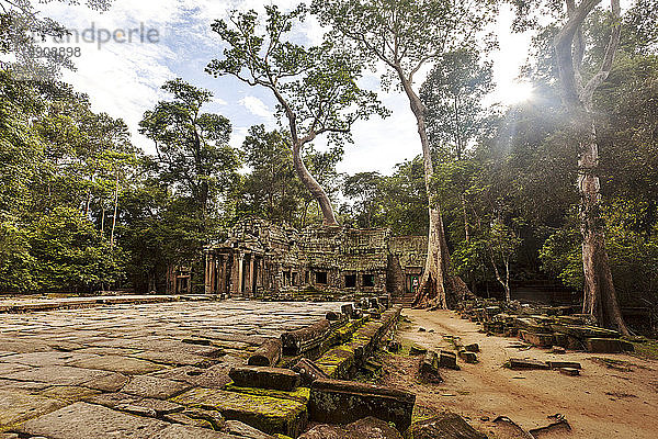 Cambodia  Siem Reap  Angkor  Ta Prohm Temple
