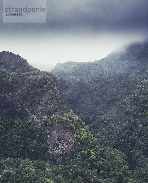 Spanien  Kanarische Inseln  Los Tilos  Lorbeerwald und Nebel