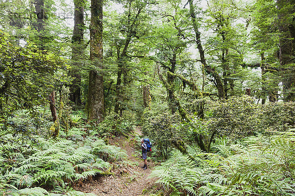 Neuseeland  Nordinsel  Te Urewera Nationalpark  männlicher Wanderer mit Blick auf Bäume entlang des Wanderweges