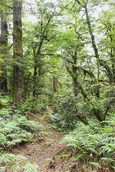 Neuseeland  Nordinsel  Te Urewera Nationalpark  Weg durch den Regenwald
