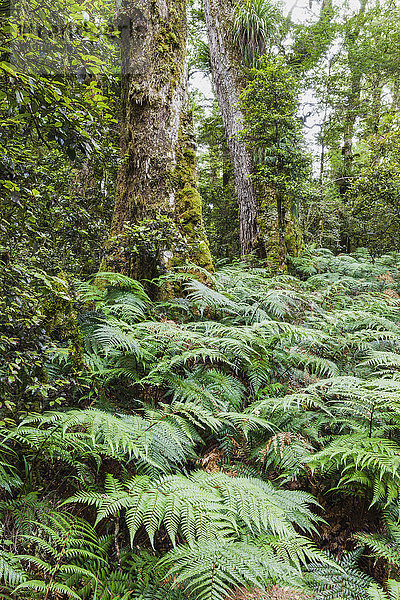 Neuseeland  Nordinsel  Te Urewera Nationalpark  Regenwald  Bäume und Farne