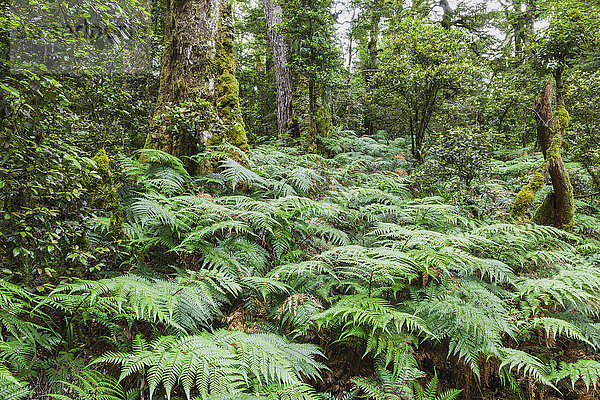 Neuseeland  Nordinsel  Te Urewera Nationalpark  Regenwald  Bäume und Farne