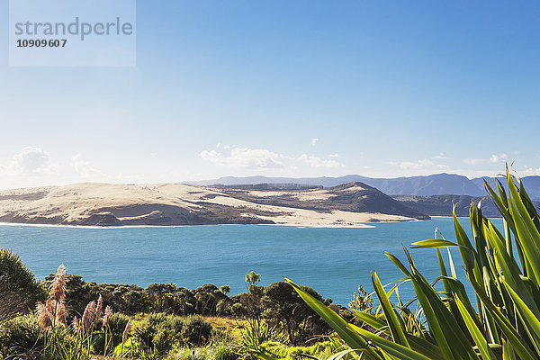 Neuseeland  Nordinsel  Northland  Hokianga Harbour und North Head Giant Sand Dune  Neuseeland Flachs  Phormium tenax