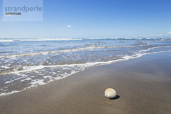 Neuseeland  Nordinsel  Coromandel-Region  Waihi Beach  Venusmuschel Ringed Dosinia  Dosinia anus