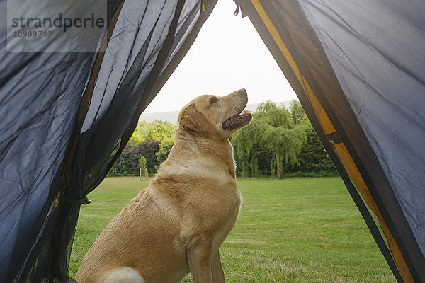 Labrador Retriever vor dem Zelt sitzend
