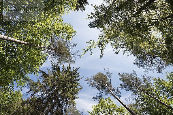 Blick des Wurms auf Bäume im Mischwald