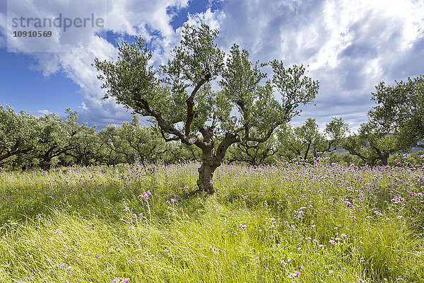 Griechenland  Zakynthos  Olivenbäume  Olea europaea