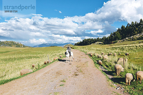 Peru  Cusco  Mann reitet auf einem Feldweg  umgeben von Schafen.