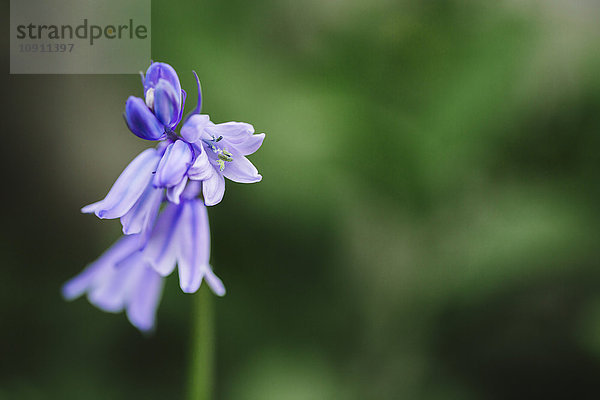 Blaue Glockenblumen  Hyacinthoides non-scripta  Kopierraum