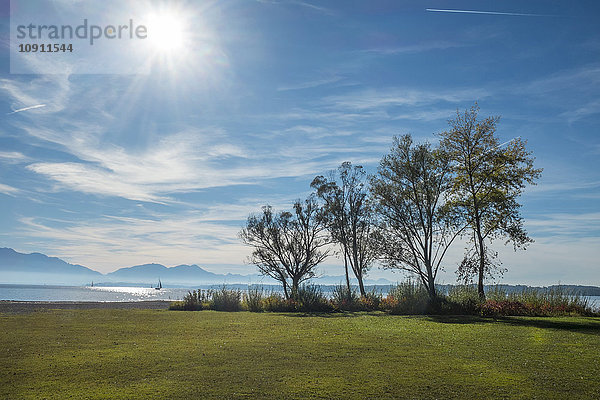 Deutschland  Chiemsee  Seebruck  Bäume am Seeufer