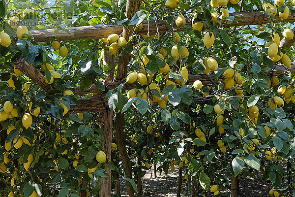 Italien  Kampanien  Amalfi  Valle delle Ferriere  Zitronenplantage