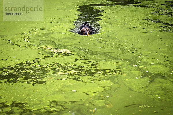 Mischling schwimmt im Teich mit Algen