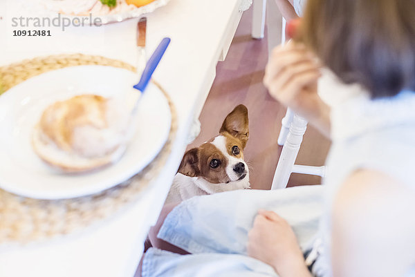 Hund schaut auf Mädchen am Esstisch sitzend
