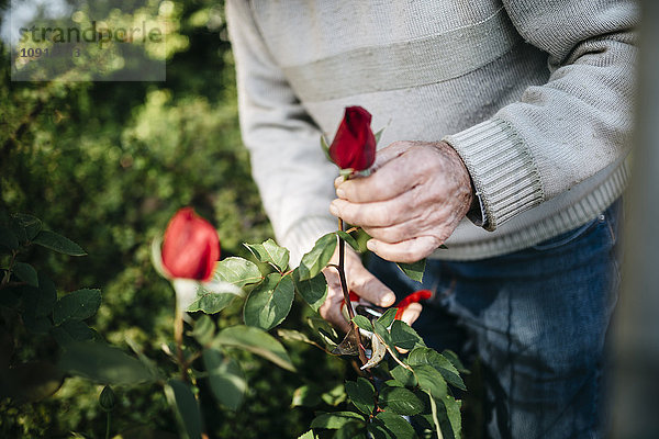 Senior Mann beim Rosenschneiden im Garten  Nahaufnahme