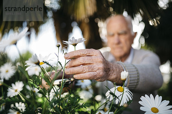 Senioren-Handpflücken im Garten