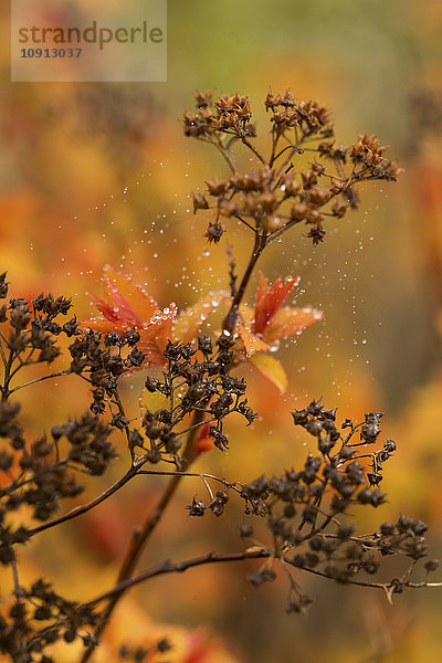 Spiraea japonica Zauberteppich  Wassertropfen  Herbst  Nahaufnahme