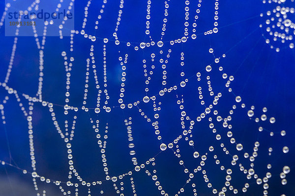 Spinnennetz und Wassertropfen  Nahaufnahme