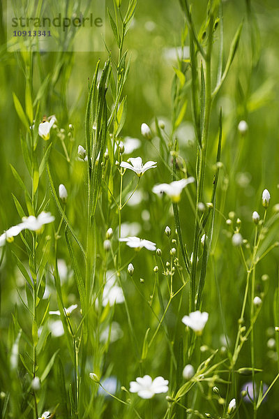 Blumenwiese  weiße Blumen