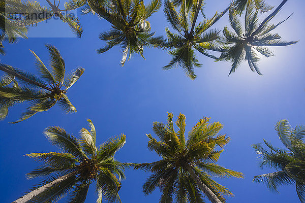 Palmen gegen die Sonne  Kopierraum