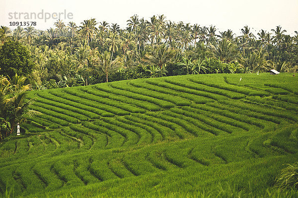 Indonesien  Bali  Reisfelder
