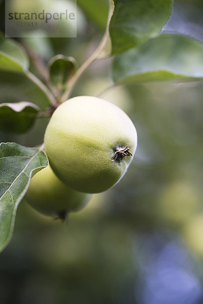 Apfel am Baum  Nahaufnahme