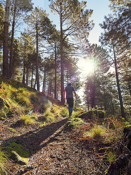 Spanien  Sierra de Gredos  Mann beim Wandern im Wald