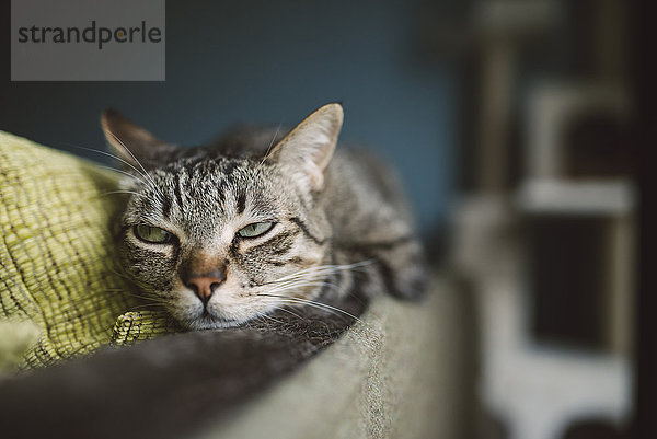Porträt einer Katze  die auf der Rückenlehne einer Couch schlummert