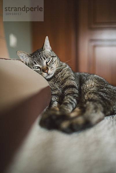 Tabby-Katze auf dem Kissen des Bettes liegend
