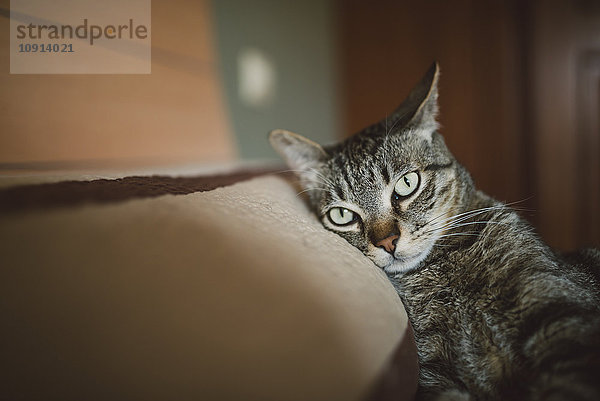 Tabby Katze ruht auf dem Kissen des Bettes und schaut in die Kamera.