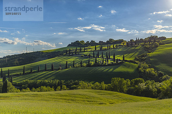 Italien  Toskana  Val d'Orcia  Straße mit Zypressen im Frühjahr