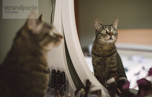 Spiegelbild der Tabby-Katze auf Eitelkeit sitzend