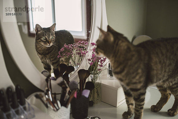 Spiegelbild der Tabby-Katze auf der Eitelkeit
