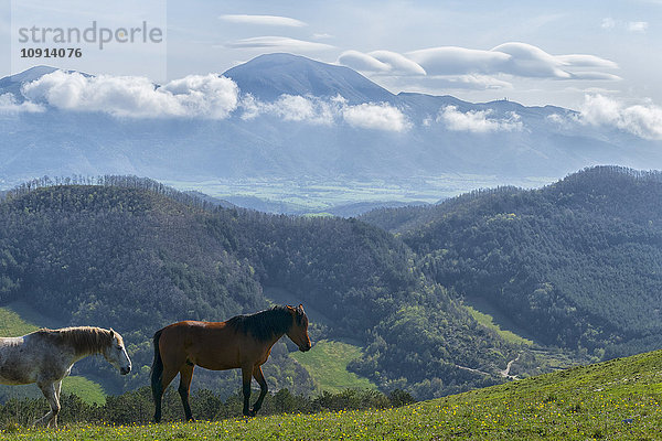 Italien  Umbrien  Apenninen  Pferde in den Feldern