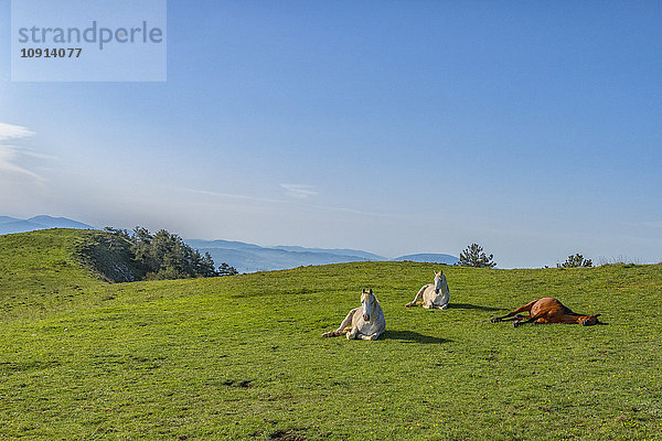 Italien  Umbrien  Apennin  Gubbio  Pferde in den Feldern